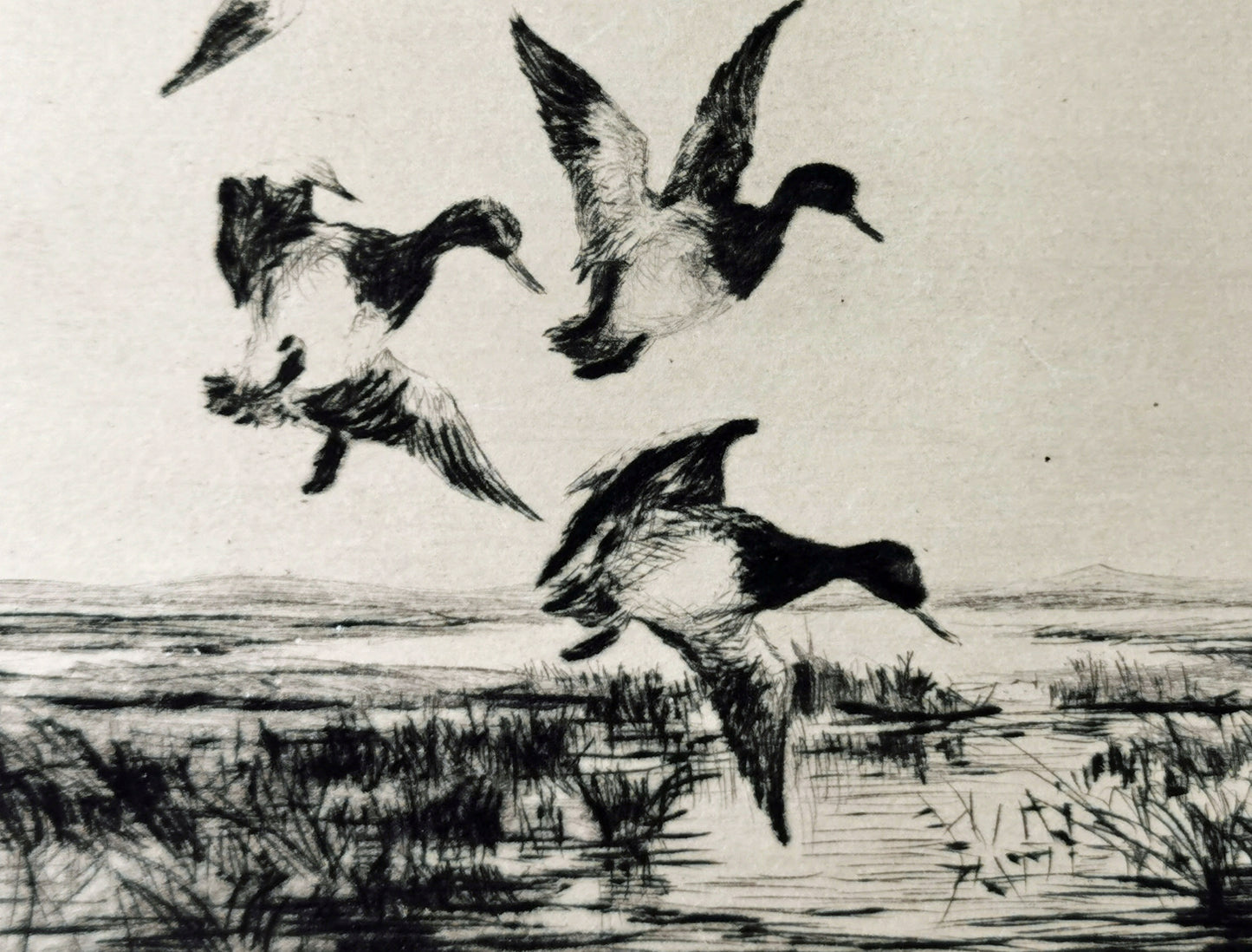 Close-up of ducks flying over a marsh, a drypoint by American printmaker Roland Clark.